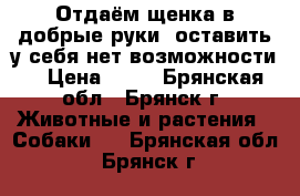 Отдаём щенка в добрые руки. оставить у себя нет возможности. › Цена ­ 10 - Брянская обл., Брянск г. Животные и растения » Собаки   . Брянская обл.,Брянск г.